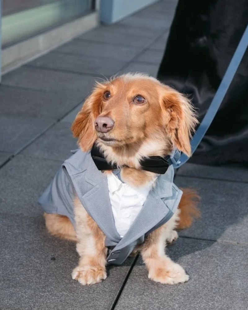 Dog wearing a gray wedding tuxedo and black bow tie from David’s Bridal’s Puppy Love Collection.