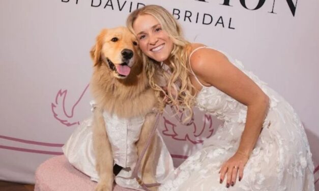 David’s Bridal Goes to the Dogs—Literally